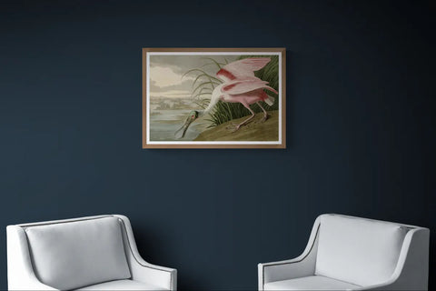 John James Audubon's Roseate Spoonbill in a walnut frame above two armchairs on a navy wall
