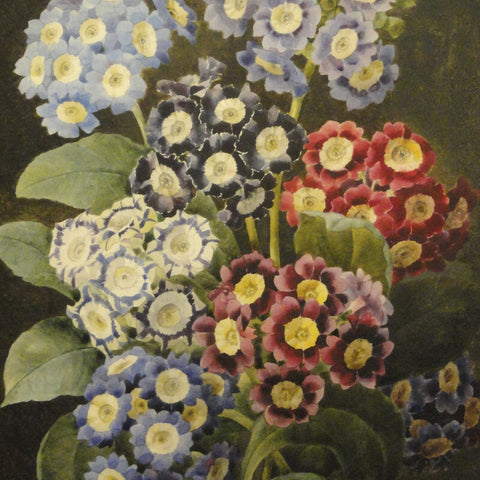 Pierre Joseph Redouté