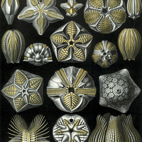 Ernst Haeckel