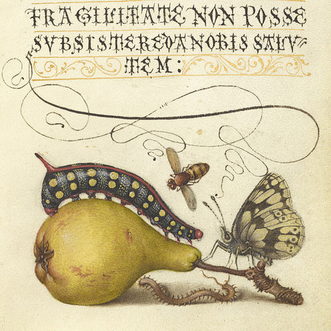 Joris Hoefnagel and Georg Bocskay