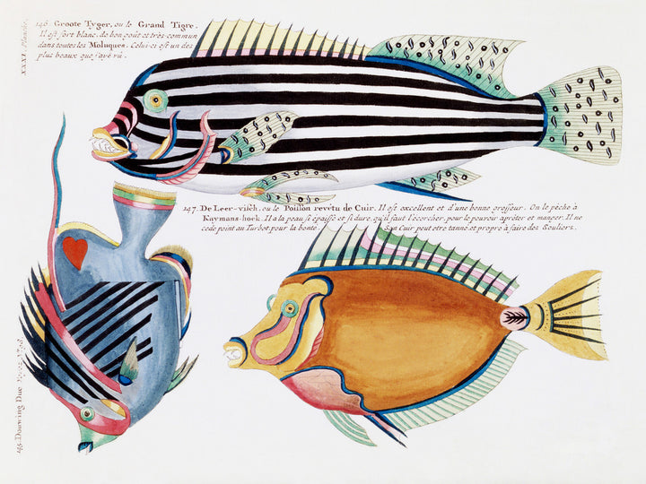 Fish