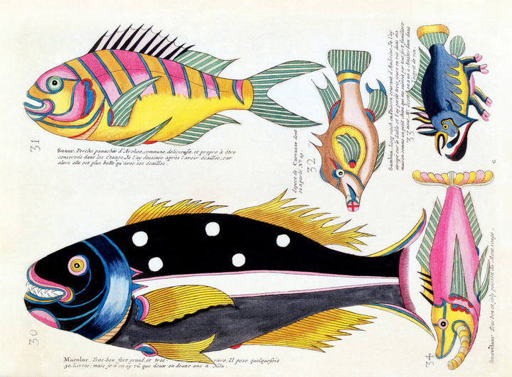 Fish