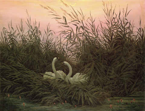 Swans in the Reeds