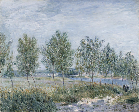 Poplars on a River Bank
