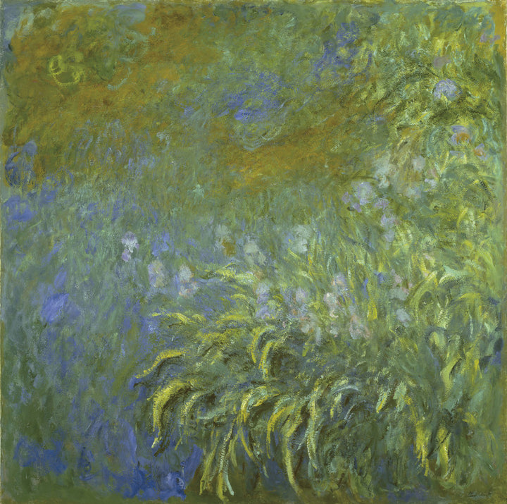 Iris