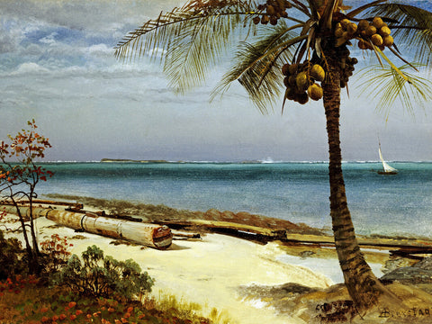 Tropical Coast