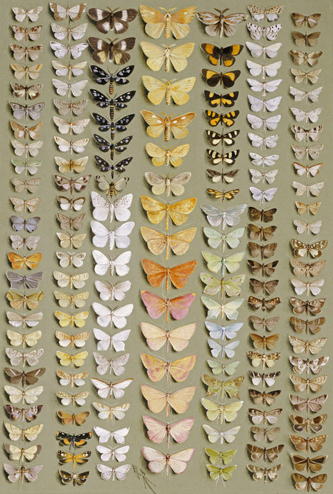 One Hundred and Fifty-Eight Moths