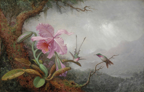 Hummingbirds and Orchids