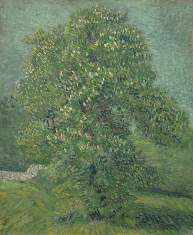 Horse Chestnut Tree in Blossom