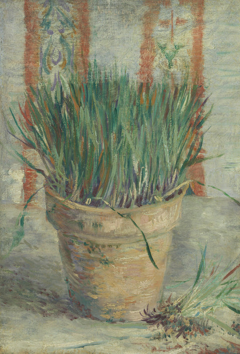 Flowerpot with Garlic Chives