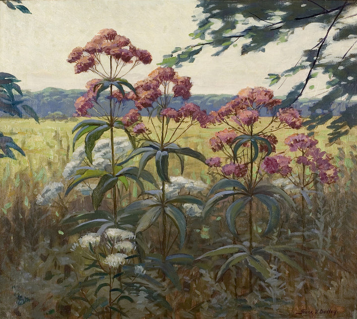 Joe Pye Weed & Boneset