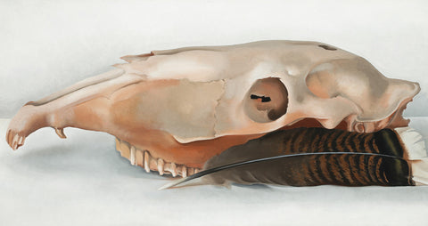 Horizontal Horse's or Mule's Skull with Feather