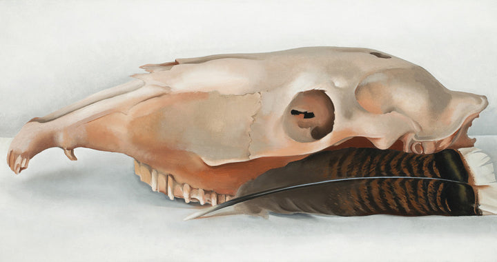 Horizontal Horse's or Mule's Skull with Feather