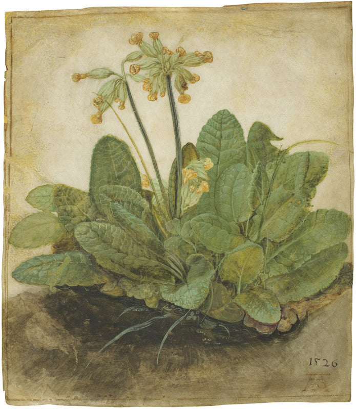 A detailed botanical study of cowslips with green leaves and yellow flowers rooted in dark soil, dated 1526.