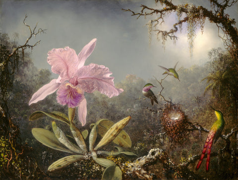 Cattleya Orchid and Three Hummingbirds