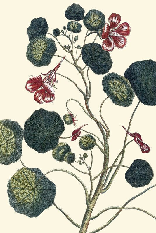 Nasturtium