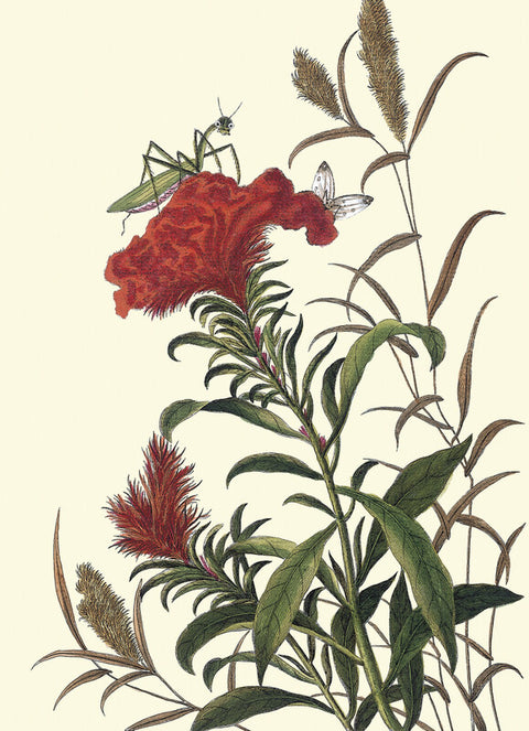 Cockscomb with praying mantis