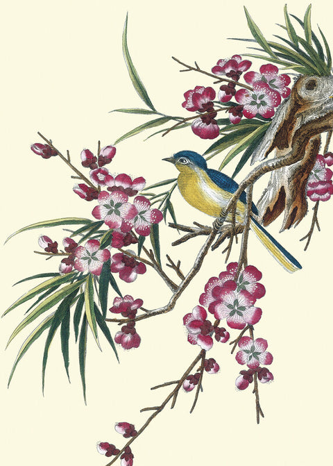 Flowering cherry with blue winged yellow bird