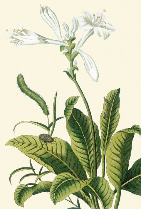 Tuberose