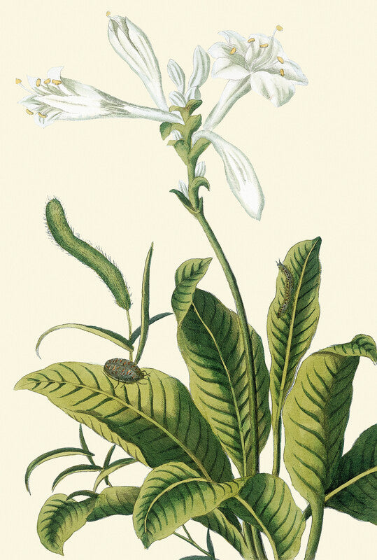 Tuberose