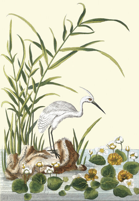 Water crowfoot with egret
