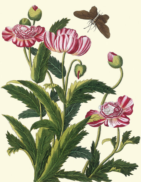 Red and white striped poppy with moth