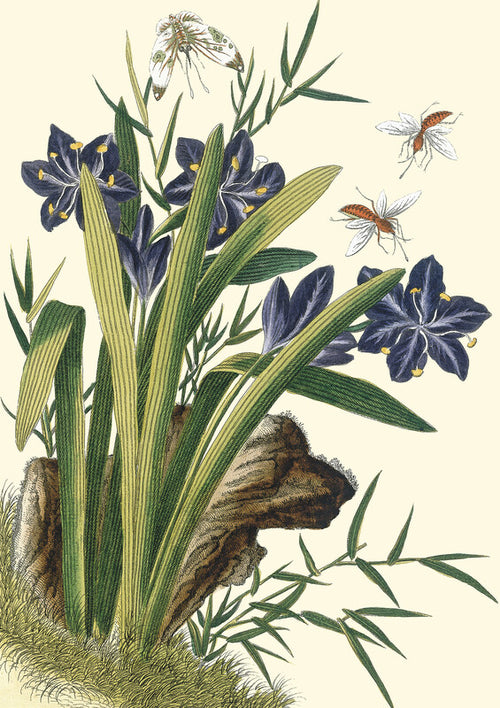 Aristea