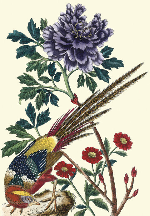 Purple peony with Chinese pheasant