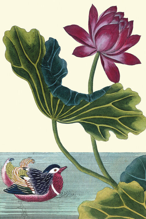 Red lotus with mandarin duck