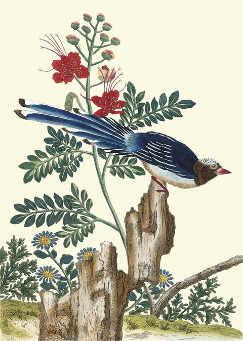 Caesalpinia pulcherrima with blue bird