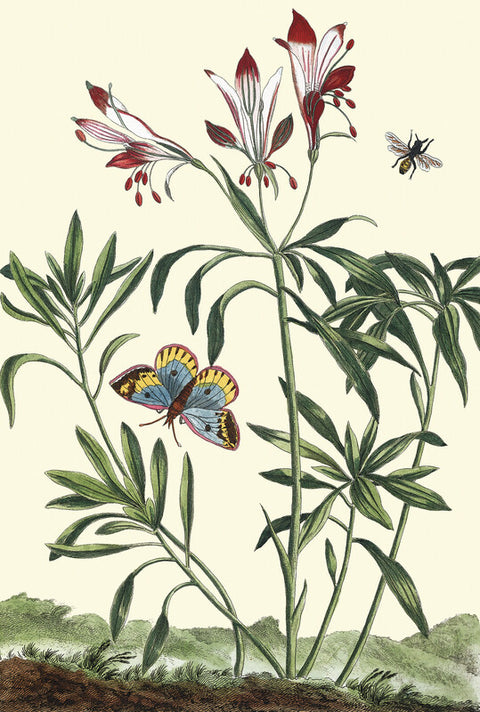 Alstromeria with butterfly