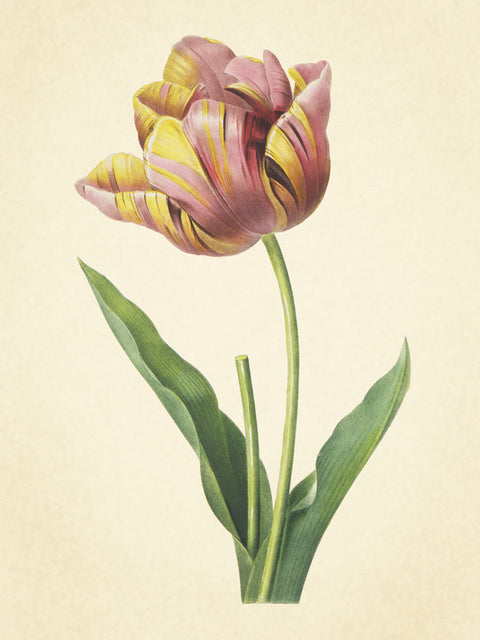 Tulipa Culta (Cultivated Tulip), Choix des Plus Belles Fleurs et Des Plus Beaux Fruits