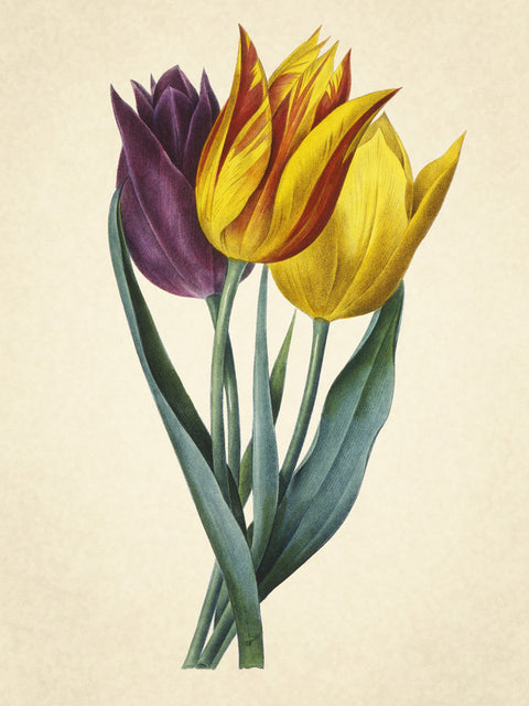 Tulipe de Gesner [Tulipa gesneriana L.]