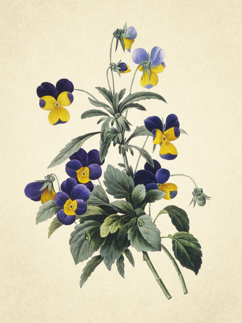 Viola Tricolor (Wild Pansy), Choix des Plus Belles Fleurs et Des Plus Beaux Fruits