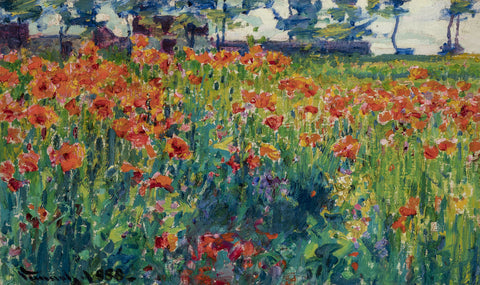 Poppies in France