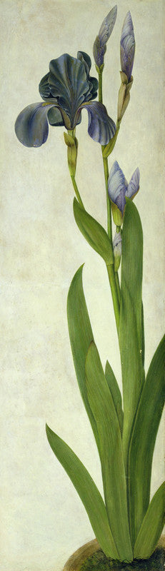 An Iris