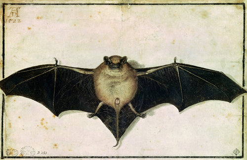 Bat