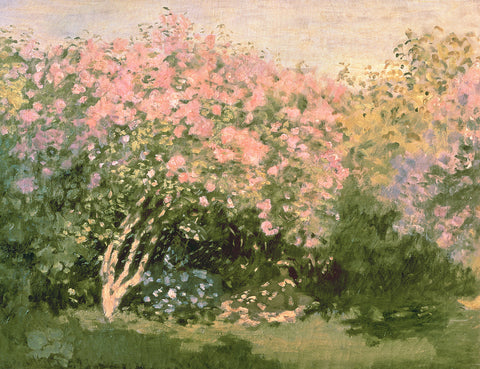 Lilac in the Sun