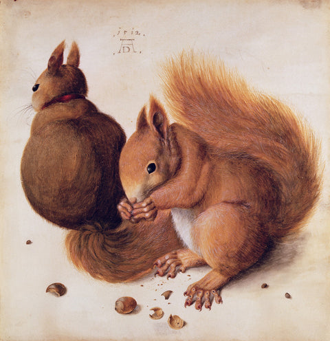 Squirrels