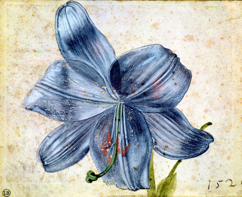 Study of a lily