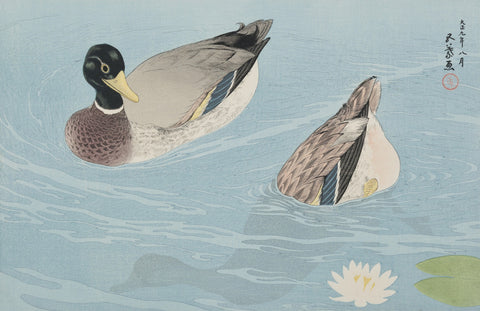 Ducks