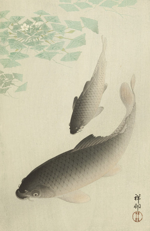 Carp (Koi)