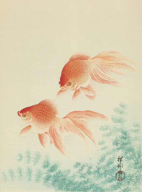 Goldfish (Kingyo)