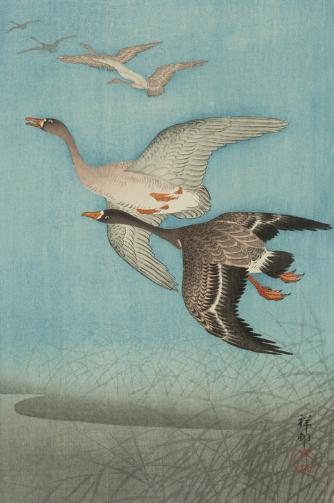 Wild Geese (Gan)