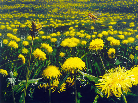Lawn