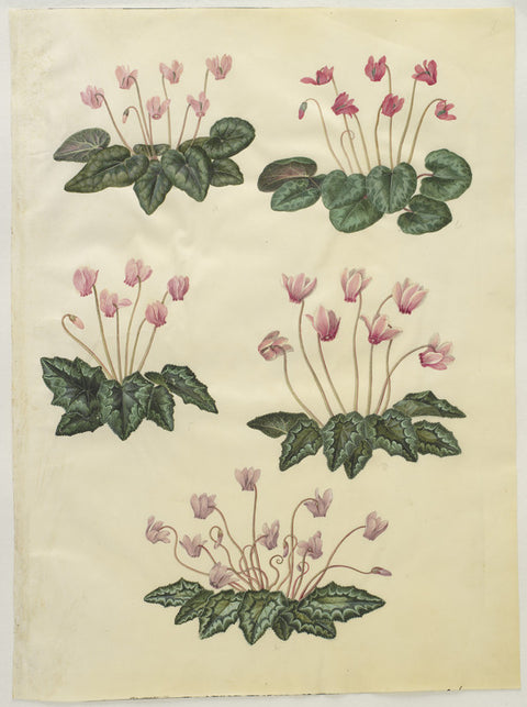 Cyclamen purpurascens; Cyclamen hederifolium