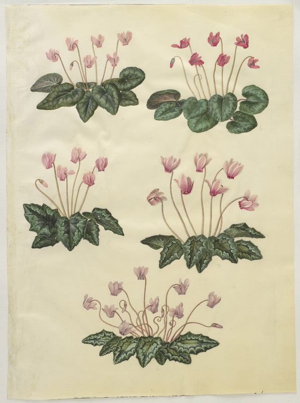 Cyclamen purpurascens; Cyclamen hederifolium