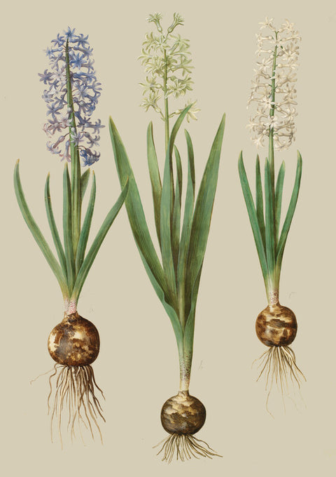 Hyacinthoides orientalis simp et pl