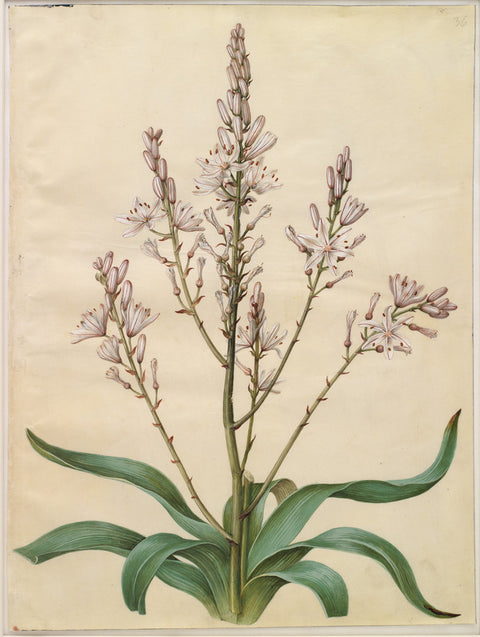 Asphodelus ramosus
