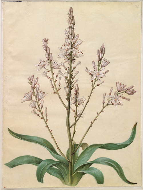 Asphodelus ramosus